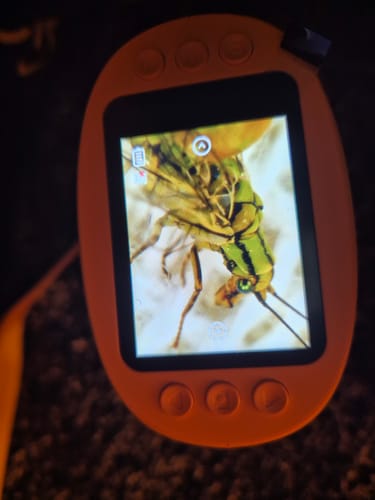 De kop van een insect van dichtbijOgen, voelsprieten en kleine details worden zichtbaar.